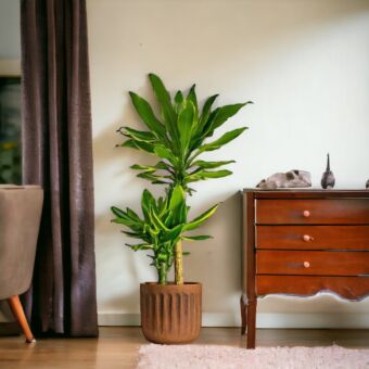 Φυτό Dracaena golden coast 90-110cm