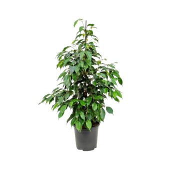 Φυτό ficus Benzamin Danielle 60-80cm