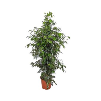 Φυτό ficus Benzamin Danielle 140-160cm