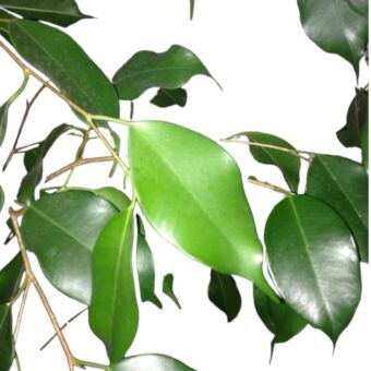 Φυτό ficus Benzamin Danielle 60-80cm