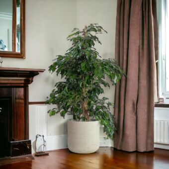 Φυτό ficus Benzamin Danielle 60-80cm