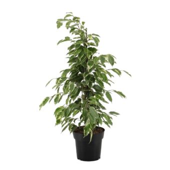 Φυτό ficus Benzamin golden king 60-80cm