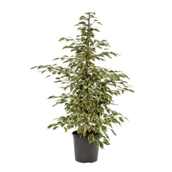 Φυτό ficus Benzamin golden king 130-160cm