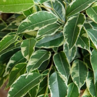 Φυτό ficus Benzamin golden king 60-80cm