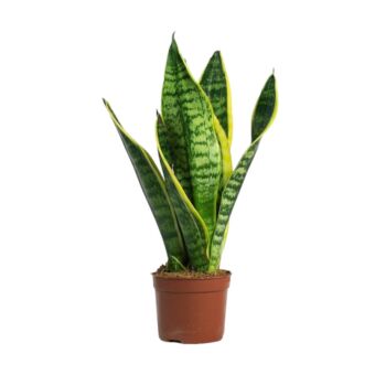 Φυτό Sansevieria panache 25-35cm