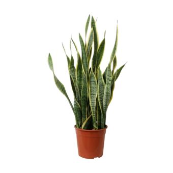 Φυτό Sansevieria panache 90-110cm