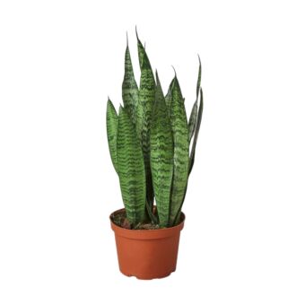 Φυτό Sansevieria green 60-70-cm