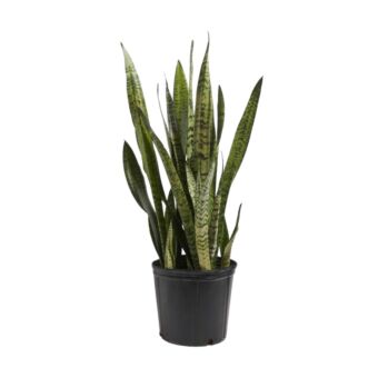 Φυτό Sansevieria green 90-110cm