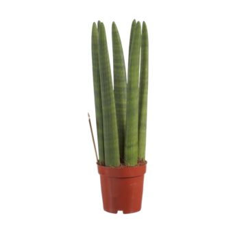 Φυτό Sansevieria Cylindrica 25-35cm