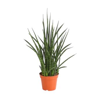 Φυτό Sansevieria Kirkii 30-45cm