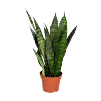 Φυτό Sansevieria green 25-35cm