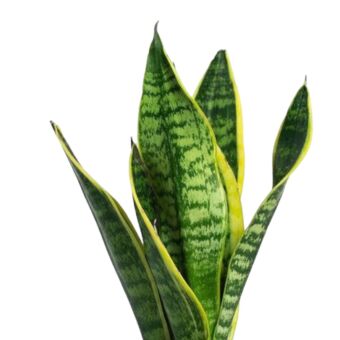 Φυτό Sansevieria panache 25-35cm