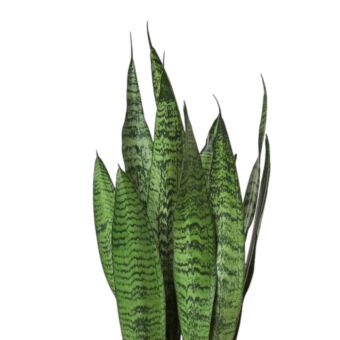 Φυτό Sansevieria green 25-35cm