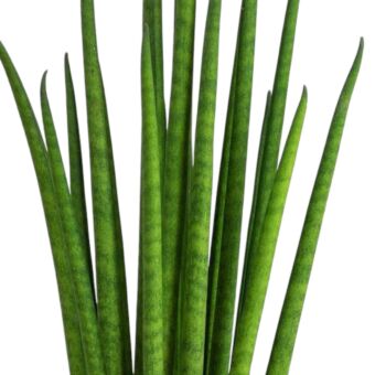 Φυτό Sansevieria Cylindrica 25-35cm