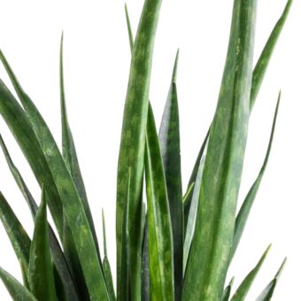 Φυτό Sansevieria Kirkii 30-45cm