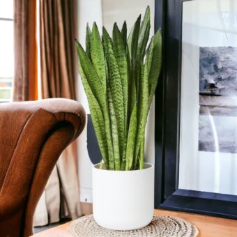 Φυτό Sansevieria green 25-35cm