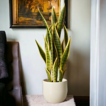 Φυτό Sansevieria panache 60-80cm