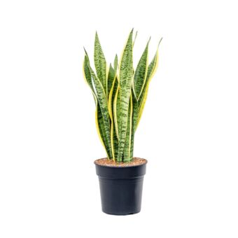 Φυτό Sansevieria panache 60-80cm