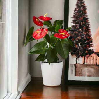 Φυτό Anthurium 25 – 35cm