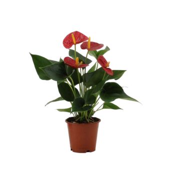 Φυτό Anthurium 25 – 35cm