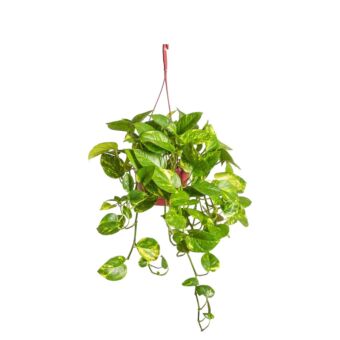 Φυτό κρεμαστός Pothos golden 35-55cm