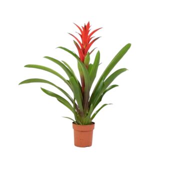 Φυτό Guzmania Allura 45-65