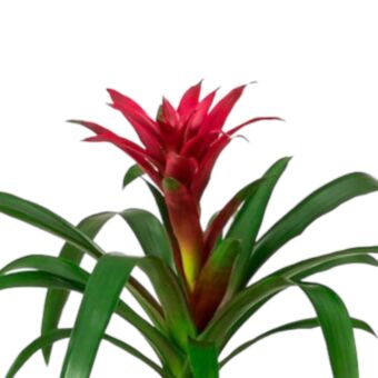 Φυτό Guzmania Allura 45-65