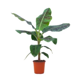 Φυτό καλλωπιστική Banana tree 80-120 cm