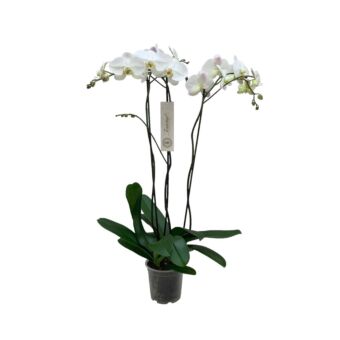 Φυτό λευκή Ορχιδέα Phalaenopsis 2-3 stems 60-80cm