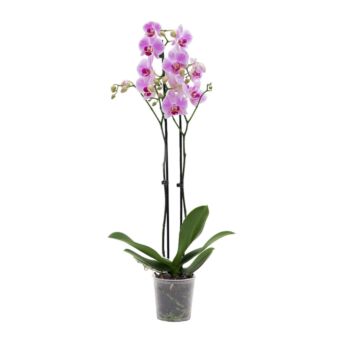 Φυτό ροζ Ορχιδέα Phalaenopsis 2-3 stems 60-80cm