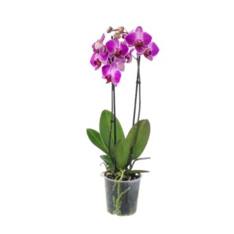 Φυτό φούξια Ορχιδέα Phalaenopsis 2-3 stems 60-80cm