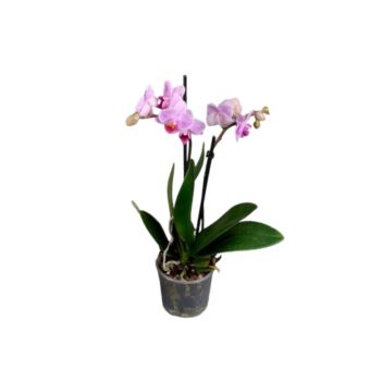 Φυτό mini ροζ Ορχιδέα Phalaenopsis 2-3 stems 35-55cm