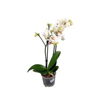 Φυτό λευκή mini Ορχιδέα Phalaenopsis 2-3 stems 35-55cm