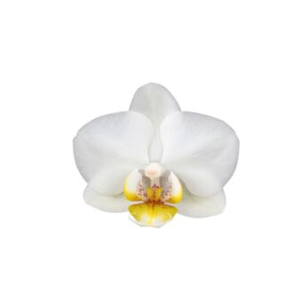 Φυτό λευκή Ορχιδέα Phalaenopsis 2-3 stems 60-80cm