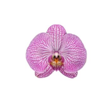 Φυτό ροζ Ορχιδέα Phalaenopsis 2-3 stems 60-80cm