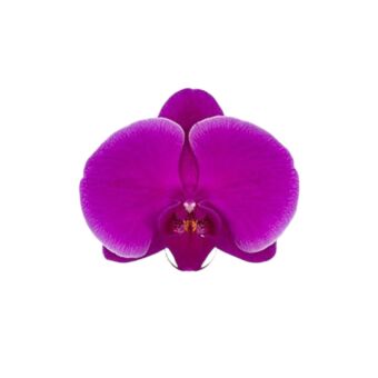 Φυτό φούξια Ορχιδέα Phalaenopsis 2-3 stems 60-80cm