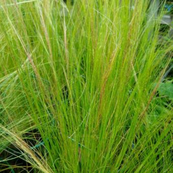 Φυτό Στίπα | Stipa 25-30cm