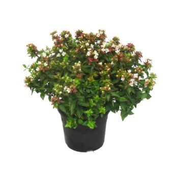 Φυτό Abelia grandiflora 30-40 cm