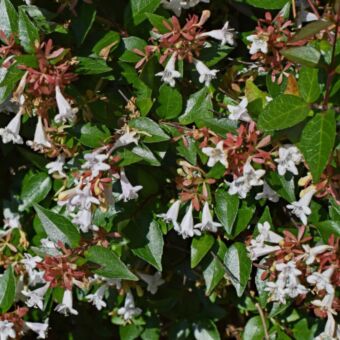 Φυτό Abelia grandiflora 30-40 cm