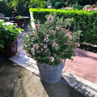 Φυτό Abelia grandiflora 30-40 cm