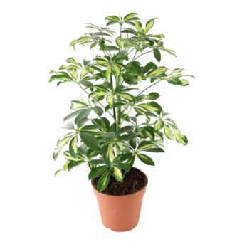 Φυτό Schefflera 40-50cm