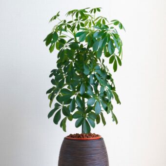 Φυτό Schefflera 40-50cm