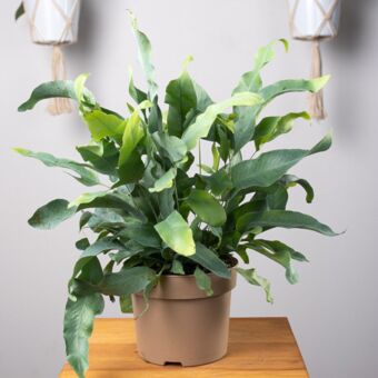 Φυτό Phlebodium aureum 20-30cm