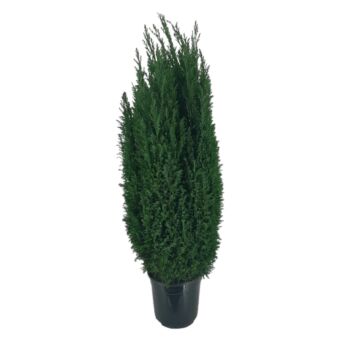 Φυτό Cupressus Ellwoodii 80-100cm