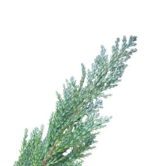 Φυτό Cupressus Ellwoodii 80-100cm