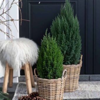 Φυτό Cupressus Ellwoodii 80-100cm