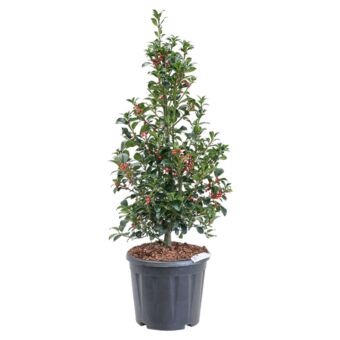 Φυτό Ilex x meservae cone 80-100cm 