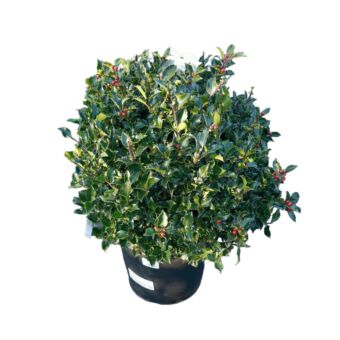 Φυτό Ilex x meservae ball 30-50cm 