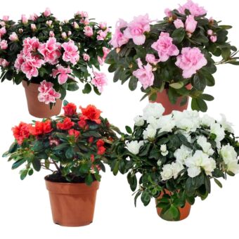 Φυτό Αζαλέα σετ 4 τεμάχια | Azalea Rhododendrum 4 pieces 15-25cm