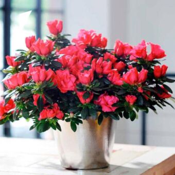 Φυτό Αζαλέα σετ 4 τεμάχια | Azalea Rhododendrum 4 pieces 15-25cm